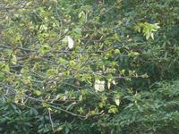 Jersey, Rozel Bay, Taschentuchbaum