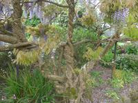 Jersey, Privatgarten Mrs. Lea, Blauregen