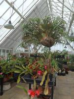 Jersey, Privatgarten Mr.Skipper, Geweihfarn