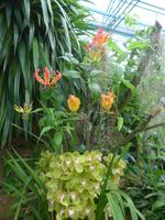 Jersey, Orchid Foundation