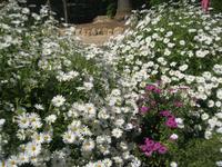 IMG_7508  Blumenteppich