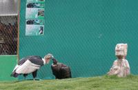 Rundreise Südamerika - Die Vielfalt Lateinamerikas entdecken Peru, Bolivien, Chile, Argentinien, Urugay und Brasilien (86)