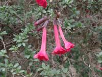 Rundreise Südamerika - Die Vielfalt Lateinamerikas entdecken Peru, Bolivien, Chile, Argentinien, Urugay und Brasilien (99)