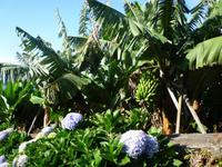 Besuch auf der Bananenplantage in Ponta do Sol