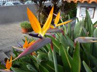 Nationalblume Strelizie