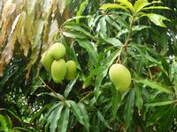 Mangobaum