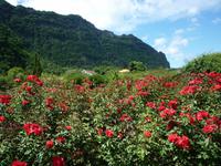 Rosengarten in Arco de Sao Jorge
