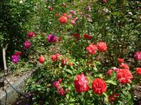 Rosengarten in Arco de Sao Jorge