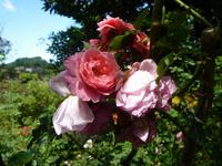 Rosengarten in Arco de Sao Jorge