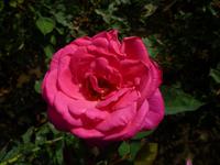 Rosengarten in Arco de Sao Jorge