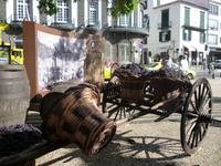 Vorbereitung für das Weinfest in Funchal