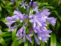 Blaue Klivie - Riemenblatt