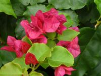 Madeiras Pflanzenwelt