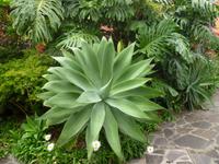 Agave