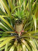 Ananas