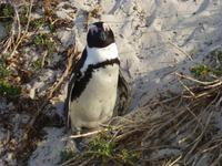 Pinguin Kolonie