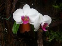 Im Orchideengarten
