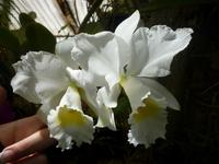 Im Orchideengarten