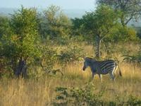 Krüger NP