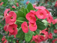 Marie Antoinette Restaurant Victoria