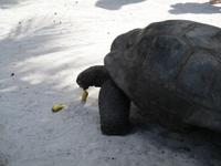 Cousin, Courieuse und St. Pierre