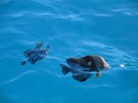 Sister und Coco Ausflug