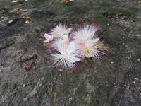 Aride Island Ausflug