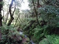 Wanderung auf der Levada nach 