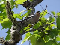 Wanderung auf der Levada nach 