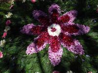 Funchal und sein Blumenteppiche