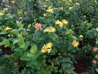 Botanischer Garten in Funchal - Magdalenen-träne