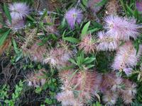 Botanischer Garten in Funchal - Flaschenputzer