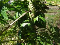 Wanderung entlang der Levada von Marocos - weibliche Papaya