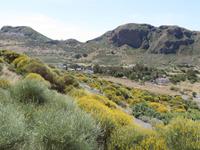 wilde Ginstersträuche