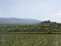 Weinstöcke am Fuße des Ätnas