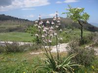 Interessante Pflanzen auf der Hochebene von Agrimusco