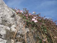 Siracusa - Kapernbüsche im Griechischen Theater