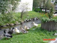 Dorfidylle in Stilfes