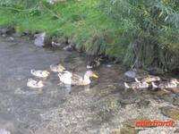 Dorfidylle in Stilfes