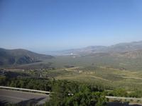 Der Olivenhain von Delphi