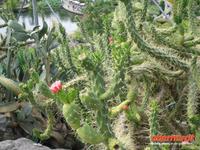 Botanischer Garten Meran