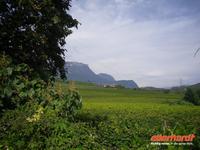 Südtiroler Weinstrasse