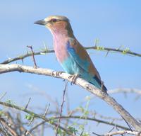 Gabelracke-einer der Schönsten unter den Schönen :O)