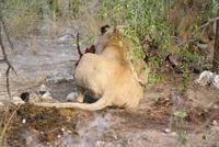 Löwenrudel beim Zebraschmaus