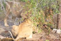 Löwenrudel beim Zebraschmaus