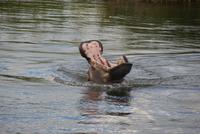 nein ehrlich -KEIN Fisch drin!!!