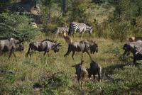 Gemischte Herde Schutzsuchender....