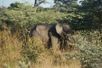 Elefant in der Nähe der Lianshulu Lodge