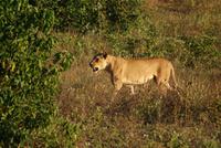 Löwin im Chobe Nationalpark