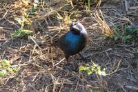 Glanzstar im Chobe Park